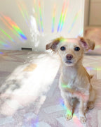 Holografischer Fensteraufkleber „Jetzt ist deine Zeit zu glänzen“ – 4" x 4,5"