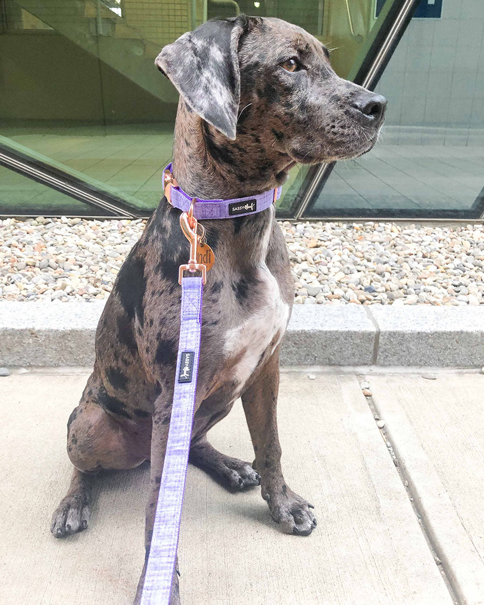 Aurora Purple 60" Fabric Dog Leash