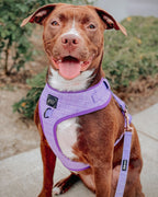 Aurora Purple 60" Fabric Dog Leash