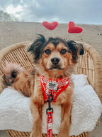Sassy Woof x Hello Kitty "Red Classic" 🍎 Dog Leash - 60" Red Gingham Padded Handle 🎀