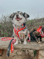 Sassy Woof x Hello Kitty "Red Classic" 🍎 Dog Leash - 60" Red Gingham Padded Handle 🎀