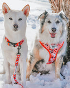Sassy Woof x Hello Kitty "Red Classic" 🍎 Dog Leash - 60" Red Gingham Padded Handle 🎀
