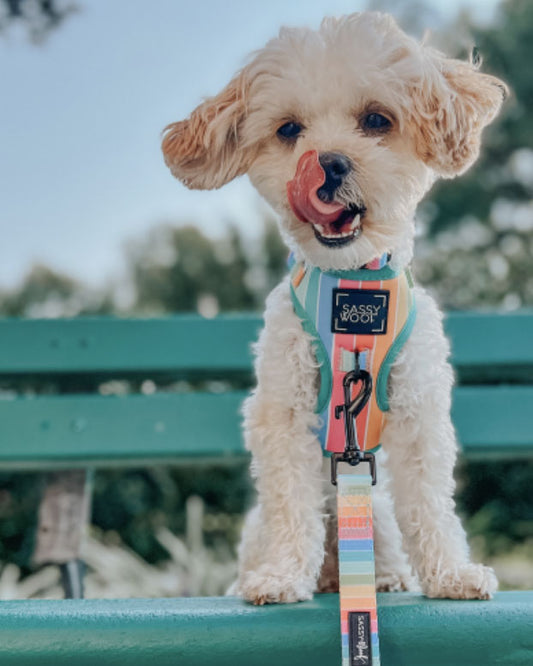 A shitzu doggie is licking his nose and wearing a SASSY WOOF Sassy Stripes rainbow harness with a Sassy Stripes rainbow leash attached.  The leash has a black clasp connecting it to the harness.  The little pup is sitting on a green park bench at the park.