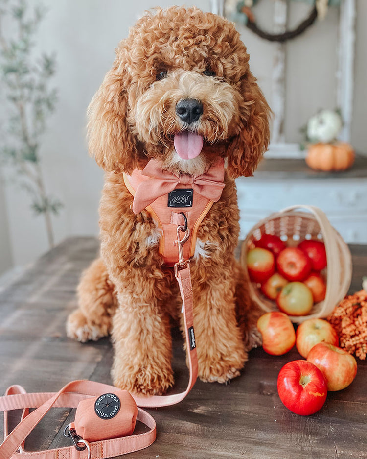 A floofy fluffy dog with red brown hair sits on a table next to a basket of red apples. The pooch is wearing an Apple Cider orange bowtie and an Apple Cider orange harness with an Apple Cider orange leash attached. An Apple Cider orange waste bag is attached to the leash.
