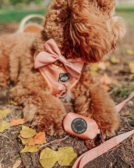 A floofy fluffy dog with red brown hair sits in the dirt surrounded by fall leaves. The pooch is wearing an Apple Cider orange bowtie and an Apple Cider orange harness. The dog is holding an Apple Cider orange waste bag pouch, and an Apple Cider orange fabric leash.